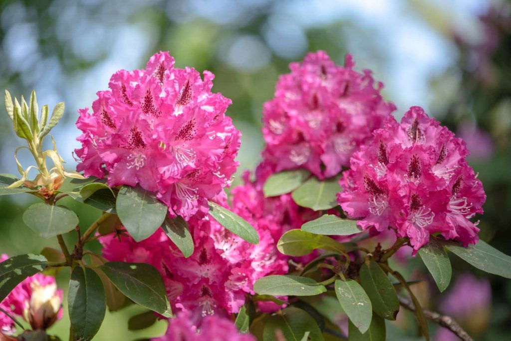 How I Bring Old Rhododendrons Back to Life — My Easy Guide to Pruning