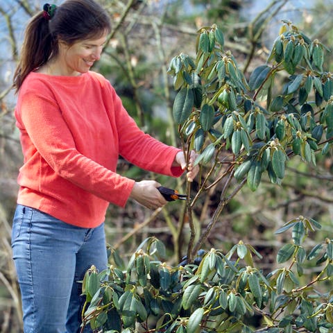 How I Bring Old Rhododendrons Back to Life — My Easy Guide to Pruning