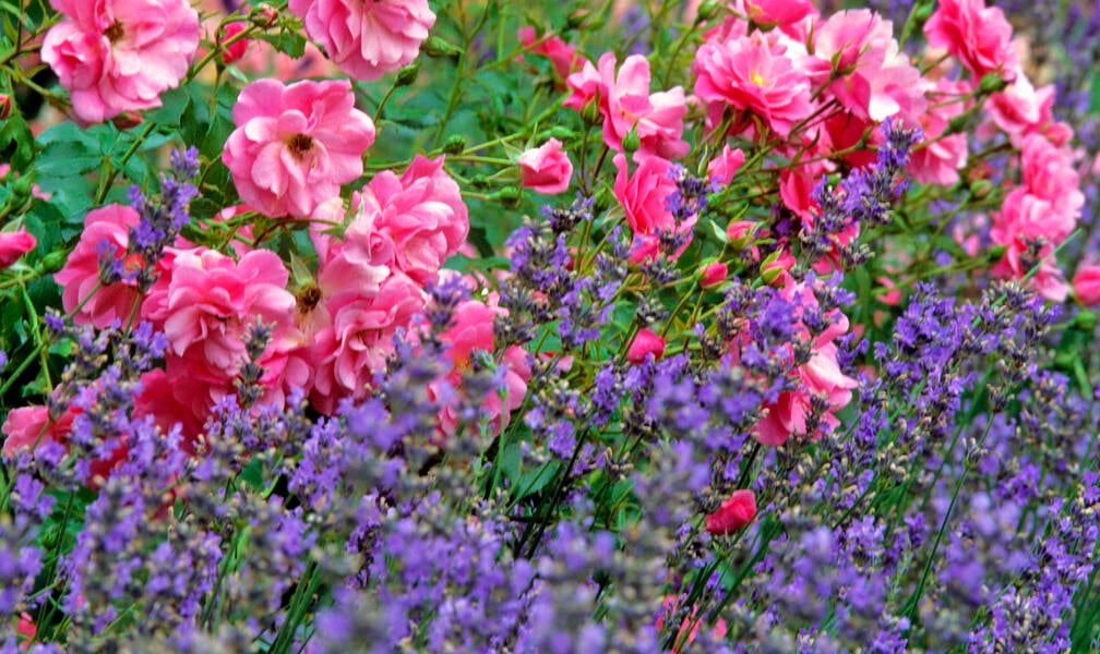 Can You Plant Lavender Next to Roses?