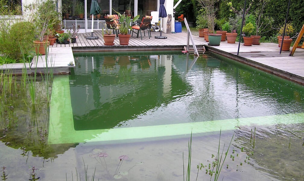 Everything You Need to Know About Natural Pools: Design, Care & Costs