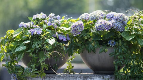 How to Properly Fertilize Hydrangeas
