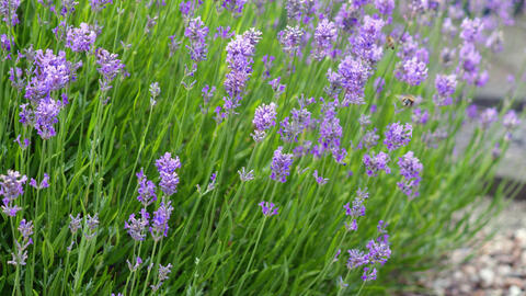 Your Lavender Won’t Bloom? These Are the Reasons
